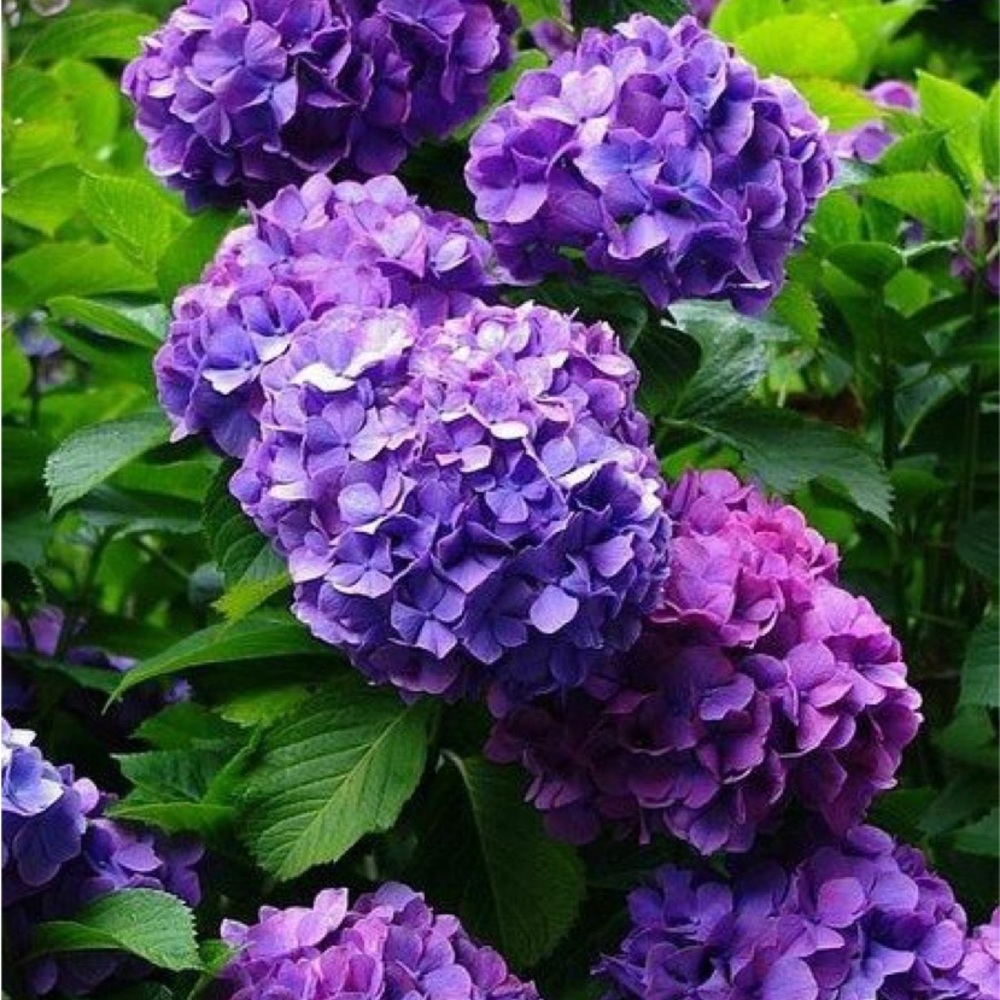 10 Pack | Dark Purple Lavender Hydrangeas Flowers Wedding Bouquet Floral - Picture 1 of 6